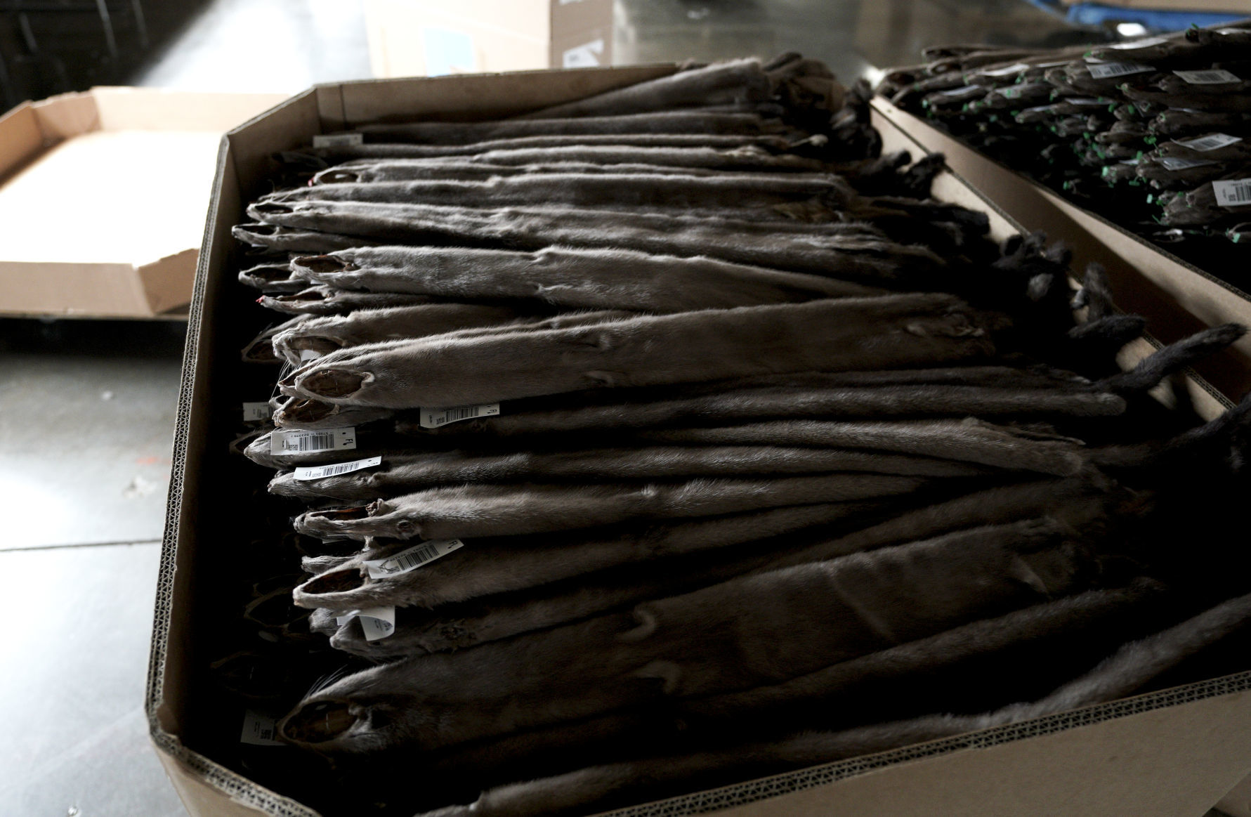 Saga Furs